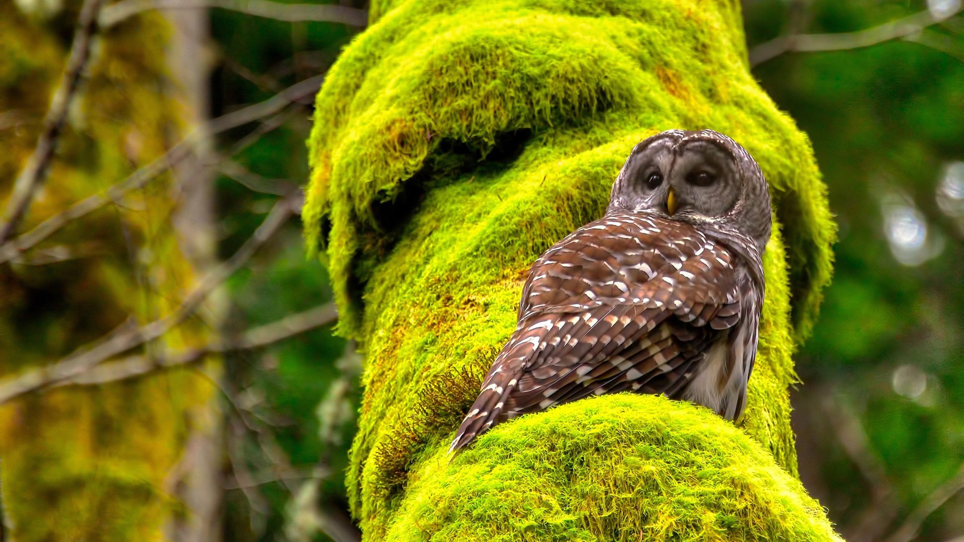 克莱·汤普森爆发！魔术对阵森林狼一战轰下统治级数据，率队逆袭取胜